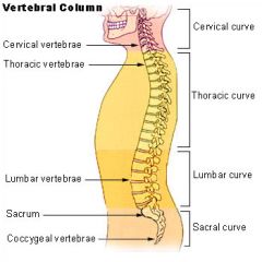 7 cervical vertebrae of the neck region
12 Thoracic vertebrae 
5 lumbar vertebrae
1 sacrum (5 fused bone= 1 bone )
1 coccynx  inferior to saccum