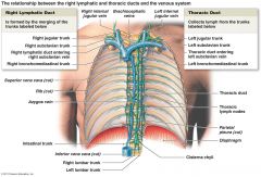 Démarre de la citerne du chyle (T12-L2). Commence à T12, passe derrière le pilier D, à D de l’aorte et de l’œsophage puis derrière oeso, entre les systèmes azygos et hémi-azygos