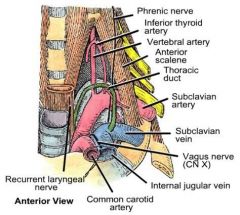 - Pilier D diaphragme
- Aorte
- Oeso
- Dome pleural (doit passer 2X à travers le fascia de Sibson (ligaments du dome))