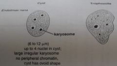 CYST= 1-4 nuclei with irreg, clumped karosom, no peripheral chromatin
ovoid in shape

TROPH= 1 nuclei, same nuclei as above no inclusions