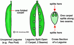 legume