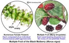 Multiple fruits