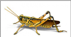 Grasshopper/Crickets