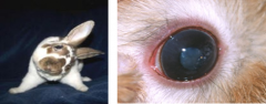 **rabbit eye, tilts head bc can't see out
microsporidium