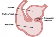 cells from dorsal and ventral walls of heart grow in between primitive atrium and ventricle forming protrusions
fuse to form left and right atrioventricular canals
