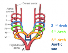 6 paired sets of arches form from about week 4-7
neural crest cells aid in development of aortic sac
3rd arch: common and internal carotid arteries bilateraly
4th arch: aortic arch **
6th arch: right and left pulmonary arteries and ductus arterios...