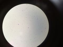rods with flagella