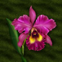 Cattelya orchid