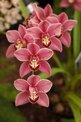 Cymbidium 

orchid