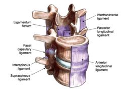 Anterior longitudinal ligaments: wide and attach strongly to both boney vertebrae and intervertebral discs and prevent hypertension of back ( prevent leaning back ) 
Posterior longitudinal ligament : narrow , relatively weak, and attaches only to ...