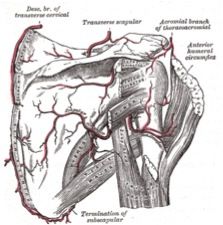 Entre a circonflexe post hum et a profonde brachiale ( deltoïde)
Entre a circonflexes hum ant et post  tête hum
Entre a circonflexe hum post et thoraco-acromiale  acromion + insertions