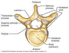 Body
Vertebral arch
Vertebral foramen 
Spinous process
Transverse process
Superior and interior articular processes 
Intervertebral foramena- between every pair of vertebrae are two apertures (openings) which allow for the passage of the spinal...