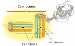 Centrosome