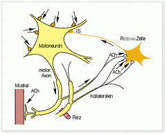 - Eigenhemmung (rekurrente Hemmung, Feedback) durch Axonkollaterale der Motoneuronen (auf das entsprechende Motoneuron selbst oder umliegende)

- reguliert und stabilisiert die Feuerrate der Motoneurone: Bei starker Aktivität der Motoneurone wer...