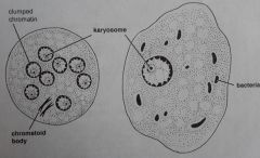 -often confused with histolytica
CYST= up to 8 nuclei
eccentric karyosome with irreg chromatin surrounding it
splinter shaped inclusion

TROPH= 1 nuclei with eccentric karyo and irreg chromatin
ingested bacteria= inclusion
very lg
when mat...