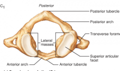 lacks a body and spinous process
supports the skull
- superior articular facets receive the occipital condyle 
- Allows flextion and extension of neck , nodding the head yes 
