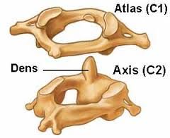 Dens - is a knoblike structure which projects superiorly from the body of axis and is cradlled in the anterior arch of the atlas

- acts as a pivot for rotation of the atlas and skull , ( rotating the head from side to side ) 