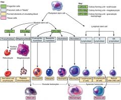 differentiate into myeloid stem cells and lymphoid stem cells