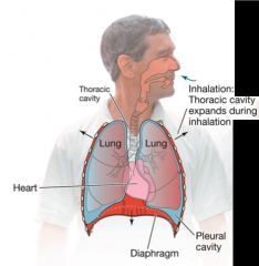 - diaphragm contracts and is pulled downwards together with pleural membrane
- external intercostal muscle contracts and push the rib out 
- interms pulled on the lung causing increase in thoracic cavity volume 
- which lowers the pressure in the ...