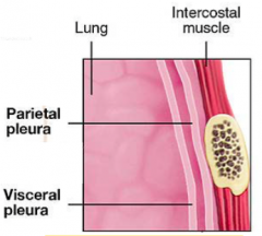 - it consists of parietal and visceral membranes 
- they are actually one single membrane folded into two 
- they cover the pleural cavity and cover each lung and the thoracic cavity 
- they serve as lubricant, which gives smooth sliding when inha...