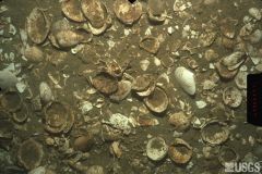a type of biogenous ocean sediment, formed by shells containing calcium carbonate (will eventually form fossiliferous limestone), occurs at shallower depths