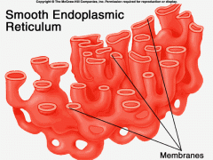 Smooth Endoplasmic Reticulum