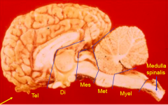 Myelencephalon -> respiration og blodtryk
Metencephalon -> Cerebellum: balance og koordination, Pons: respiration
Mesencephalon -> Vej for fibre fra lillehjerne til den store hjerne (for hørelse og lugt)
Diencephalon -> regulering af nervesystem...