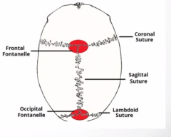 -development of the neurocranium 

-metopic suture runs from frontal fontanelle to bridge of the nose 