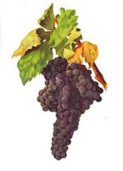 Spain's noble grape


plum +strawberry, vanilla, leather, low tannin, low sugar, low acid, typically blended


Rioja, La Mancha, Castilla y Leon