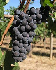 cooler climates, difficult to grow, thin skinned


red + black fruits, low tannins, low sugar, complex floral aromas


Spain, Oregon, France