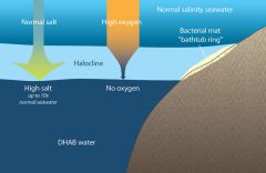 zone of dramatic salinity change in the ocean