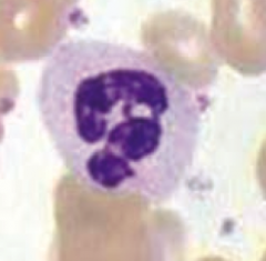 - Multi-lobed nucleus
- Phagocytic cell that acts in the acute inflammatory response, especially for bacterial infections