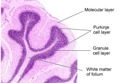 Folds = folia
Molecular layer - lots of connections, few neurons
Purkinje cell layer - projects to deep nuclei - cells are huge and dendrites are in 1 plane (flat)
Granula cell layer - lots of connection