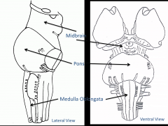Midbrain
Pons
Medulla Oblongata