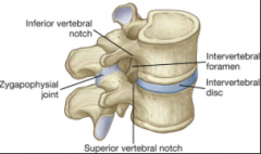 Det sted hvor spinalnerver forlader rygmarven igennem