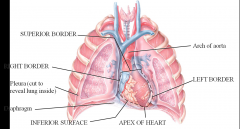 Heart is medial and posterior to the lungs- great vessels come superiorly off of the heart
inferior surface rests on the diaphragm
Left border more extensive than right border
Apex of the heart points anteroinferiorly (and slightly to the left)...