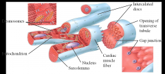 Striated - relies upon the overlap of motor proteins (actin and myosin) to work
Only has one nucleus per cell
Intercalated Discs - this is where muscle cells connect to each other - embedded within the membrane are desmesomes (anchor adjacent ce...