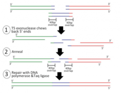 1. T5 Exonuklease -> erstellt Einzelstrang 3' Überhang für Anlagerung der Fragmente, die Komplementäre Enden tragen
2. DNA Polymerase -> füllt die Lücken in jedem Angelagertem Fragment
3. DNA Ligase füllt Löcher der entstandenen DNA