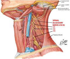 -Crosses the triangle within the layers of deep fascia investing the sternocleidomastoid and trapezius muscle (within or deep to the investing fascia)
-Emerges from the substance of the sternocleidomastoid
-May be joined at any point in the poster...