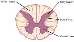 Area surrounding the grey matter in he spinal cord.