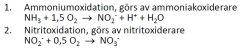 Två processer, av olika organismer, ger lågt energiutbyte. Nitrifikerare är därför ofta autotrofer.
Ammonium till nitrit -> nitrit till nitrat.
Strikt aerob process då O2 används både som e-acceptor i respirationen och för att oxidera a...