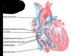 Superior and inferior vena cava and coronary sinus all dump here
Blood leaves the right atrium through the tricuspid valve and into the right ventricle
