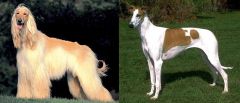Perro de caza de cuerpo muy delgado y fuerte musculatura

en: whippet