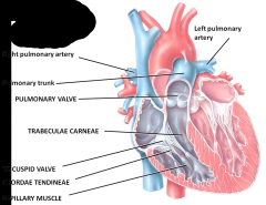 Right ventricle is separated from the left ventricle by a partition called the interventricular septum
Blood passes from the right ventricle through the pulmonary valve into the pulmonary trunk - divides into right and left pulmonary arteries