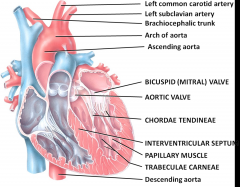 thickest part of the heart
forms the apex of the heart
Blood passes from the left ventricle through the aortic valve into the ascending aorta - some of the blood in the aorta flows into the coronary arteries which branch from the ascending aorta...