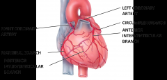 Ascending aorta --> Coronary Arteries
    Left coronary Artery --> Anterior interventricular branch (services both ventricles) --> circumflex branch  (left atrium and ventricle)
    Right Coronary Arteries --> Atrial branches (small; right atriu...