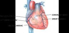 After blood passes through the arteries of coronary circulation, it passes into capillaries where it delivers oxygen and nutrients to the heart muscle and collects carbon dioxide and wastes - blood enters the veins
Left coronary artery --> ventri...