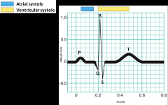 P Wave: SA node depolarization
QRS Complex: ventricular depolarization
T Wave: ventricular repolarization