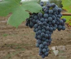 mulberry purple fruits, strong aroma of spices, vanilla, sweet spice, part of rioja blend

Rioja 