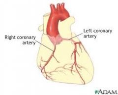 Right and left coronary arteries